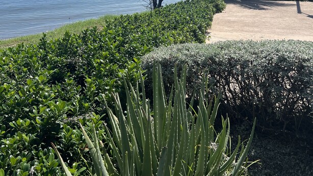 Ett vackert anlagt område med en mängd olika växter, en palm och utsikt över havet.