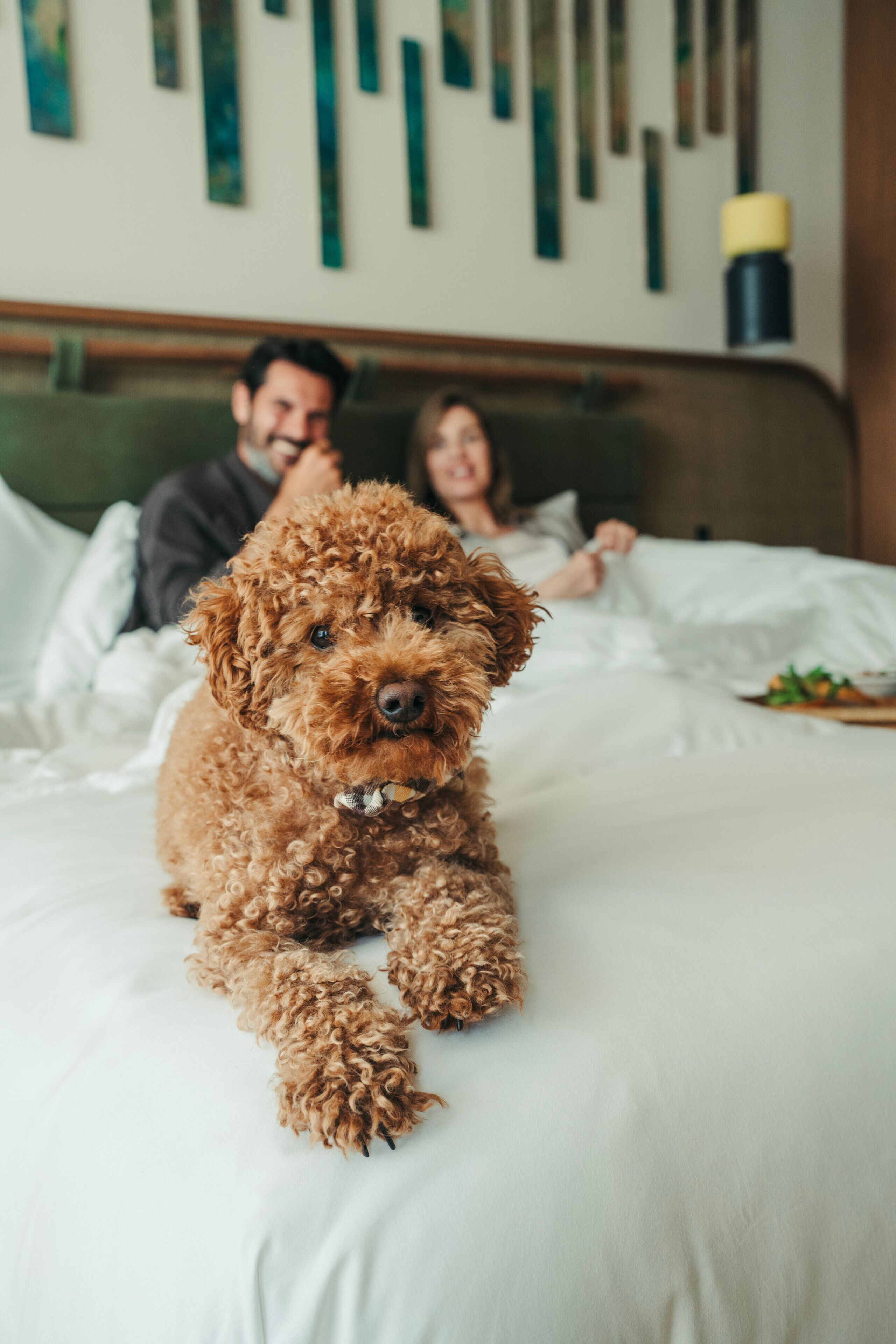 Un chien sur un lit, avec une personne en arrière-plan.