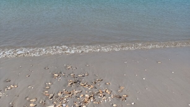 Een strand met helder water, een verafgelegen zeilboot en verspreide schelpen in het zand.