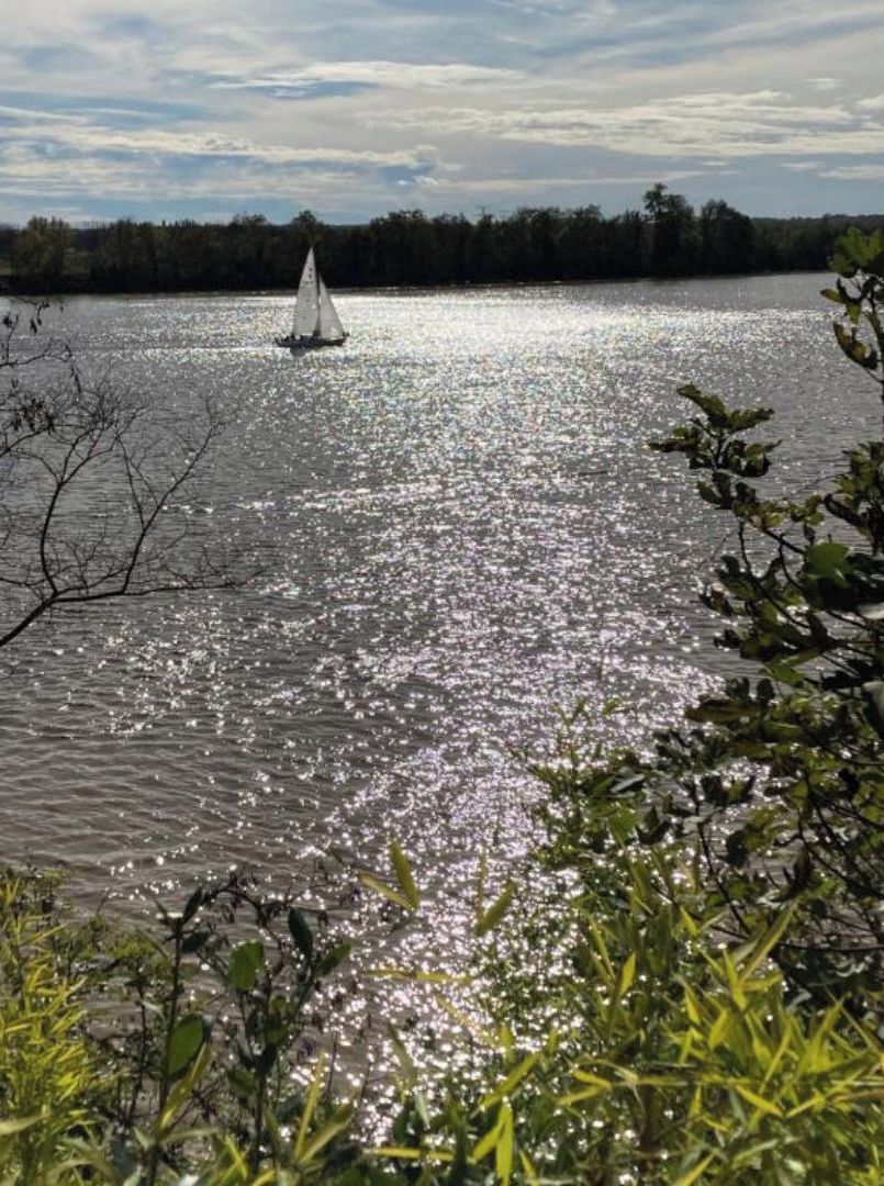 En vattenyta med en segelbåt och en kustlinje som består av skog.