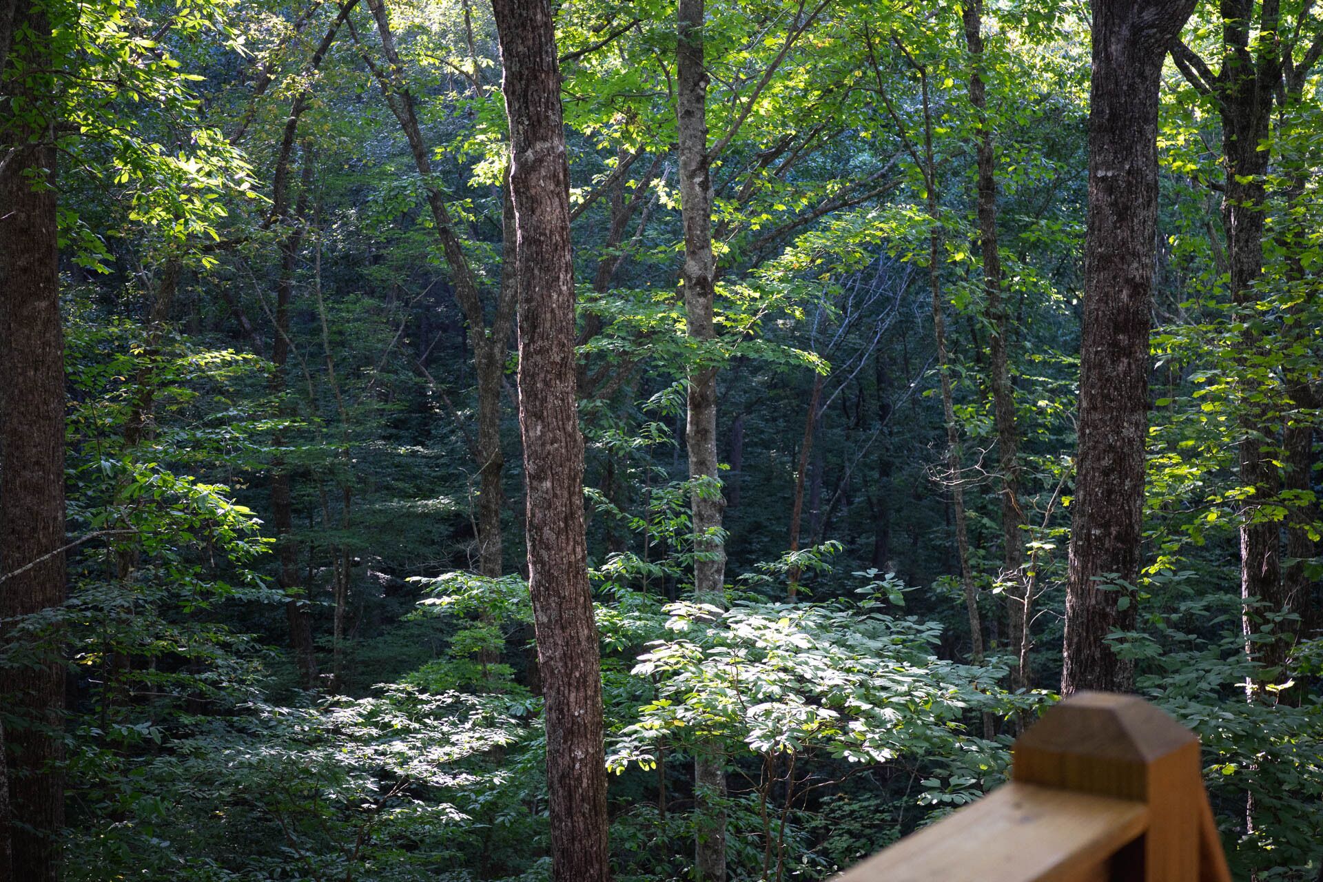Une forêt avec de grands arbres et un banc en bois.