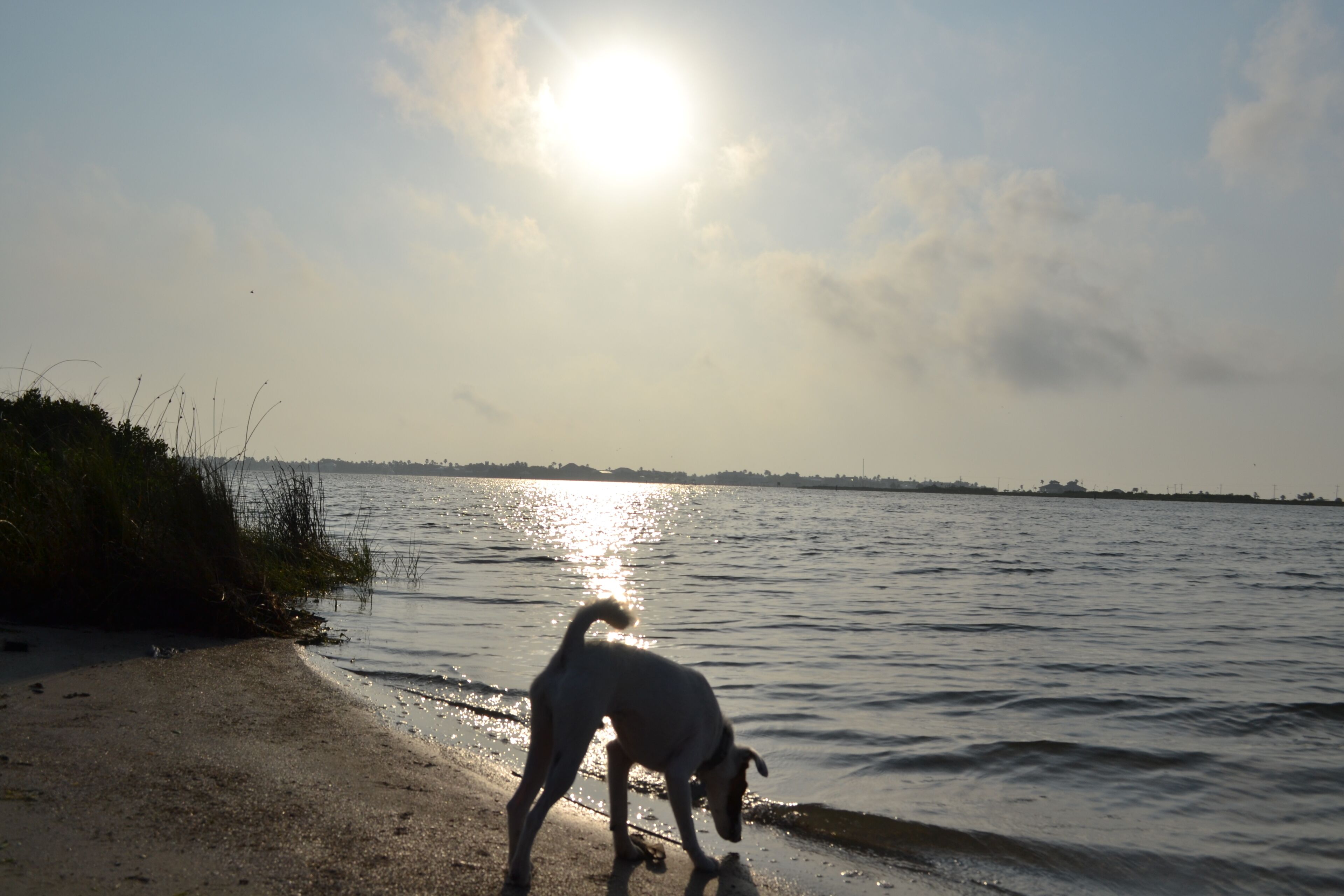 A dog on a beach with a body of water and a distant shoreline.