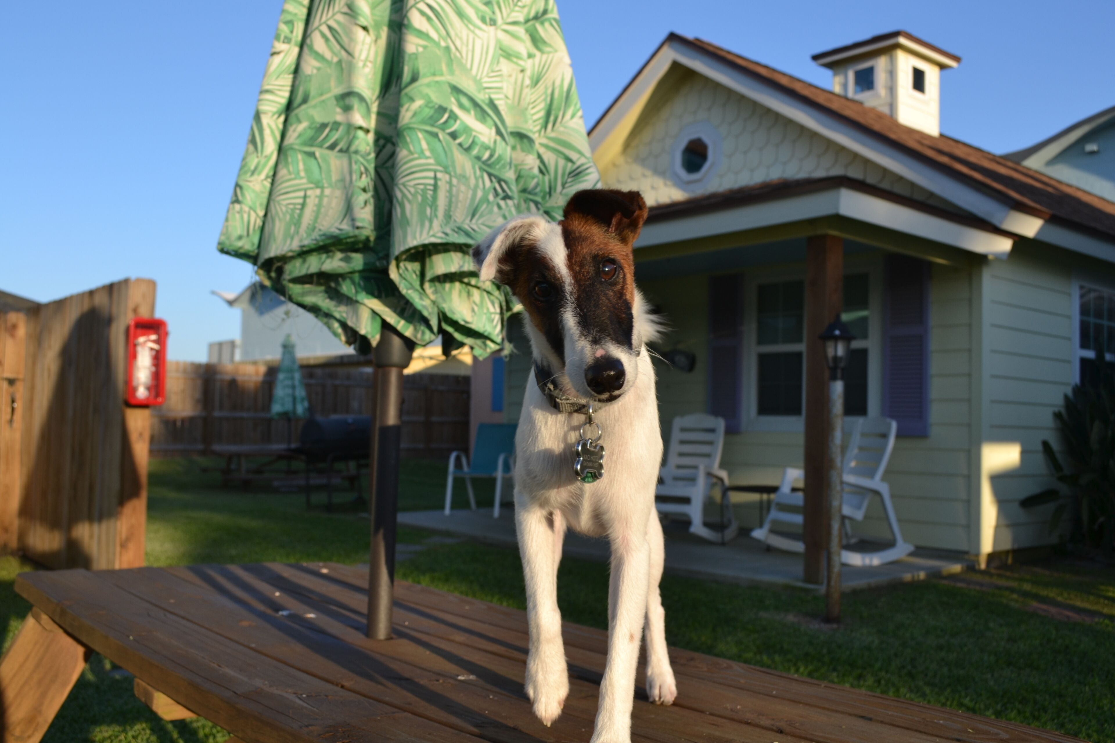 Un perro parado sobre una terraza de madera con una casa al fondo.