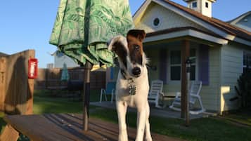 Un perro parado sobre una terraza de madera con una casa al fondo.