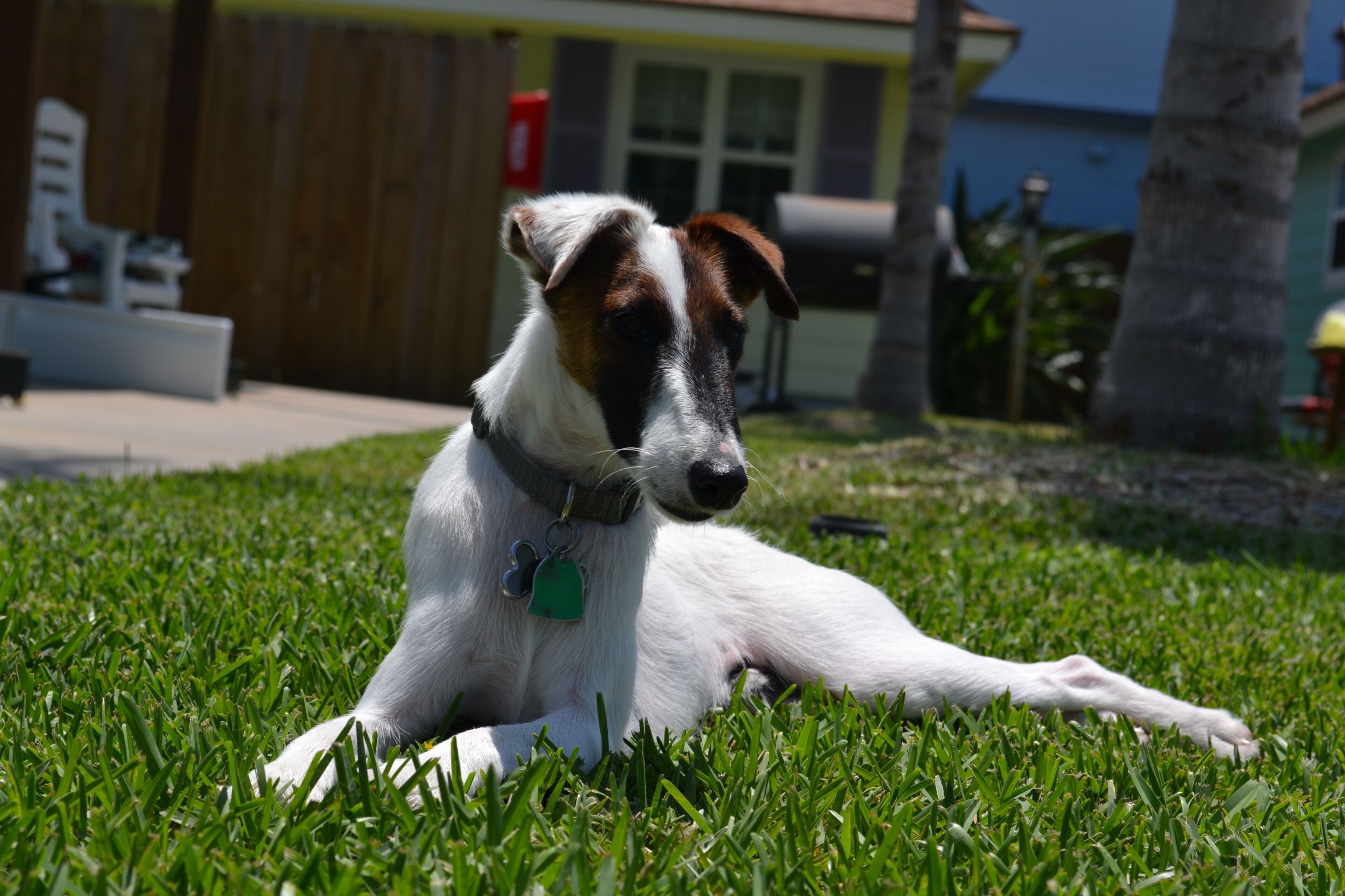 A dog lying on grass with a house in the background.