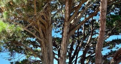 Charming oceanfront cottage