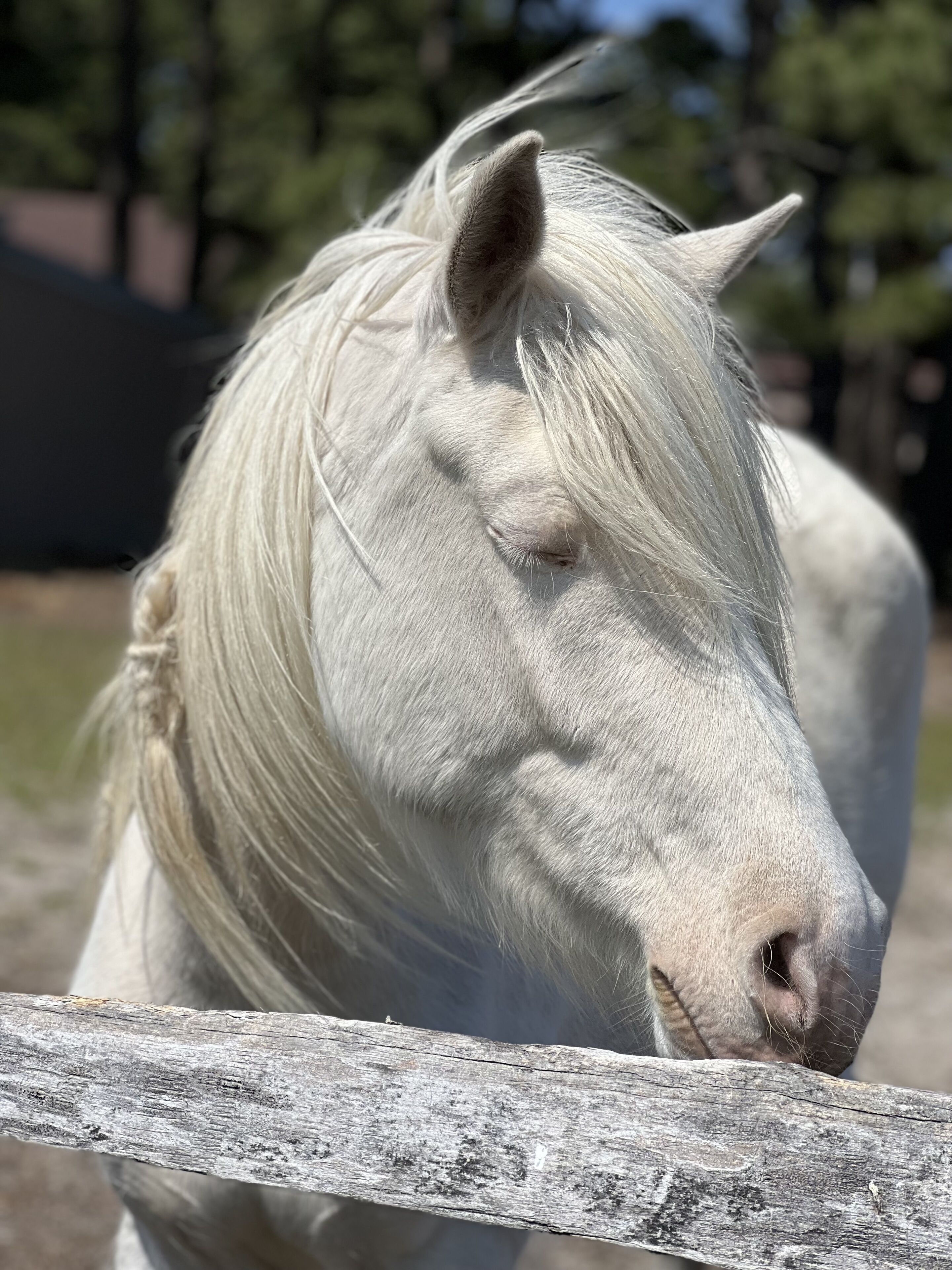 A white horse with a wooden fence in the foreground.