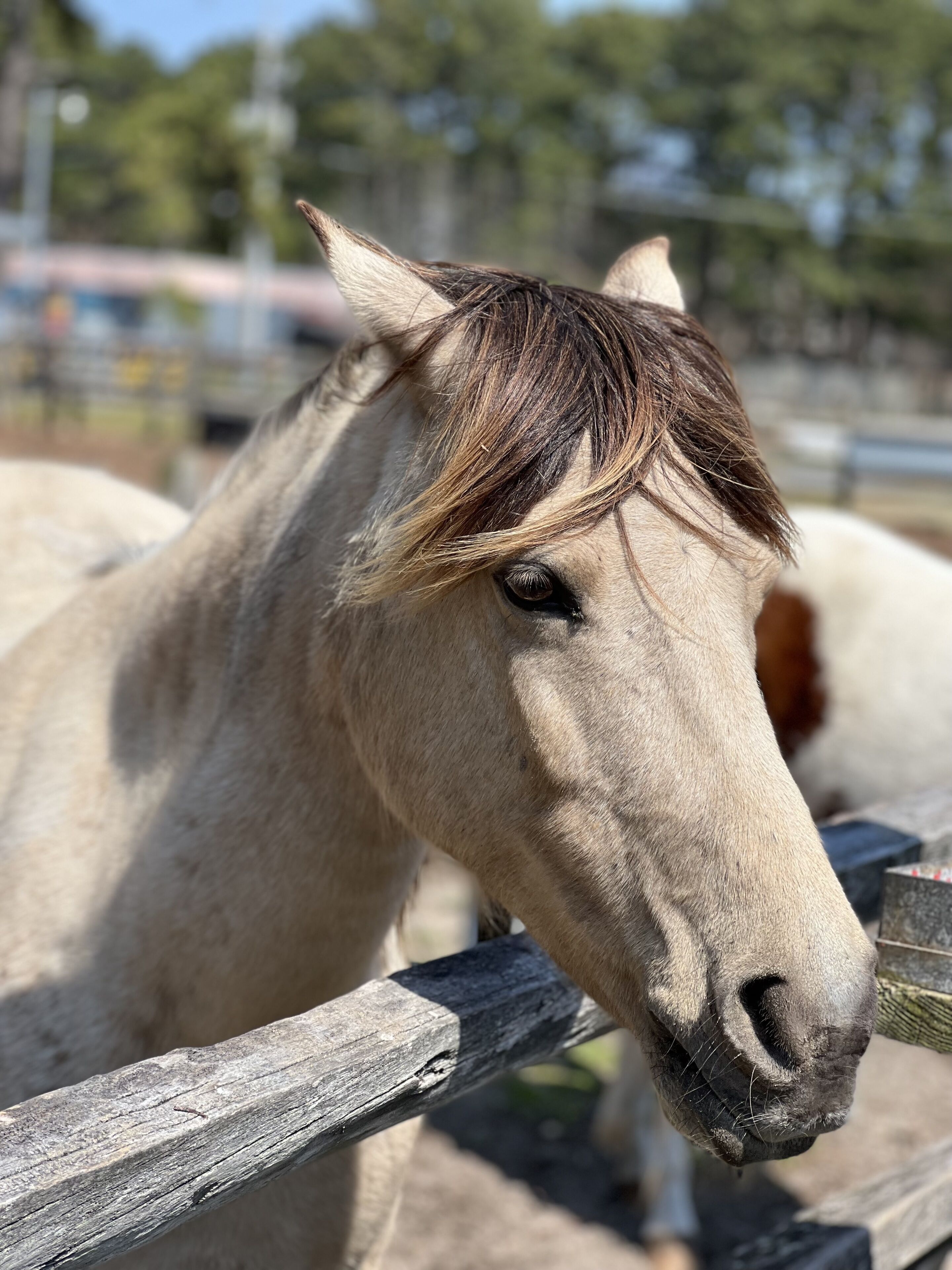 A close-up of a horse's head with a wooden fence in the foreground.