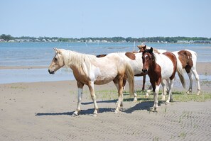 Beach - Sunset Villa (Chincoteague)