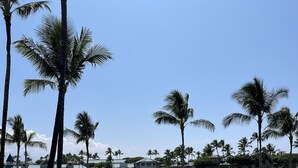 A swimming pool with a clear view of a grassy area and palm trees.