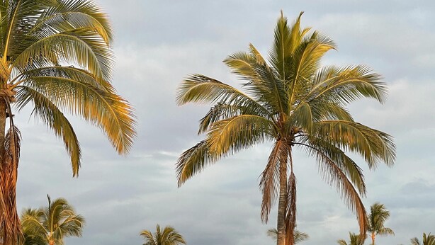 A resort with multiple-story buildings, palm trees, and a waterfall.