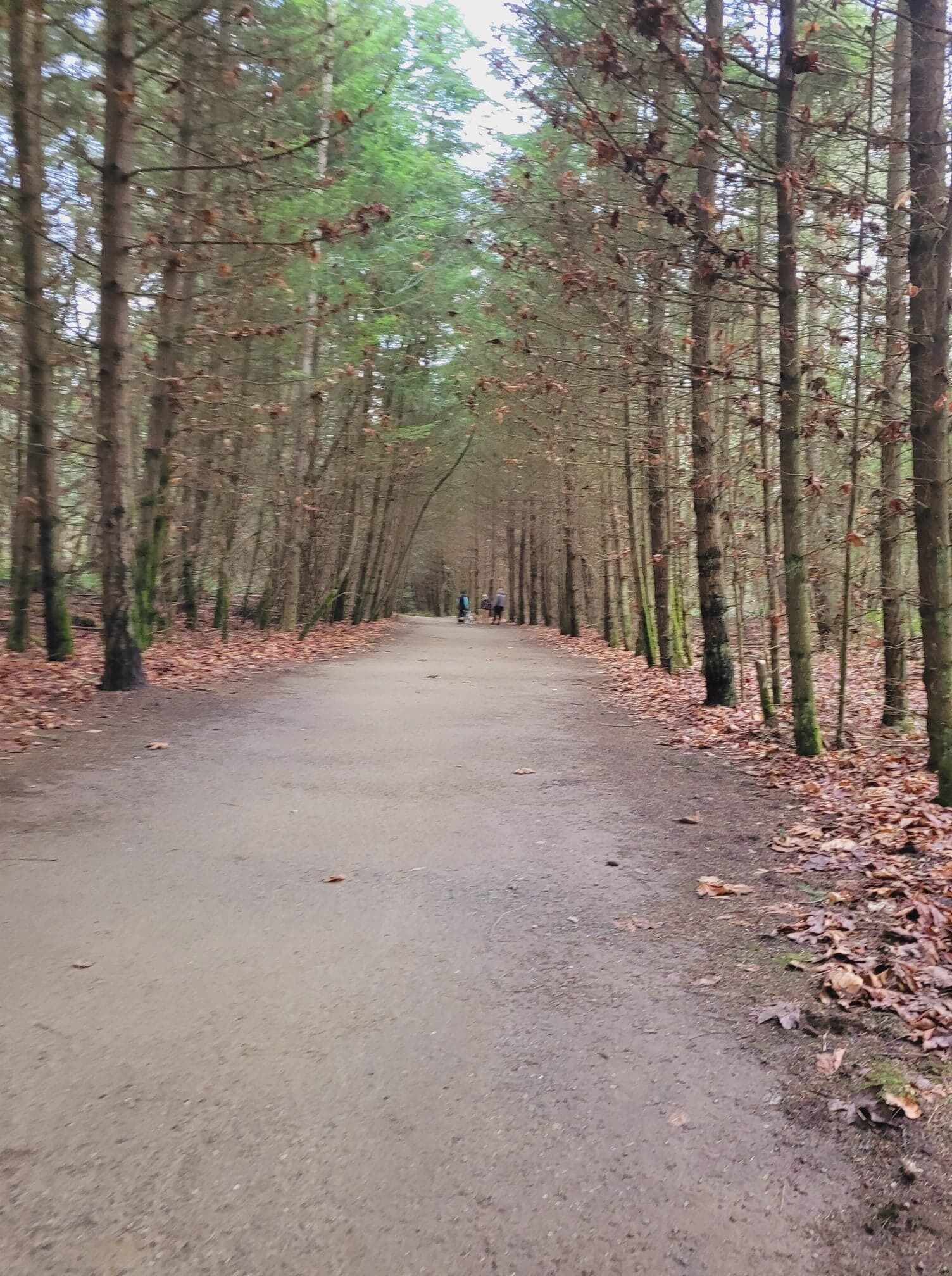 A forest path with trees on both sides.
