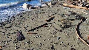 A beach with pebbles and driftwood, a clear blue sky, and a calm sea.