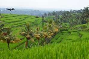 Property grounds - Villa Cepaka (Pecatu)