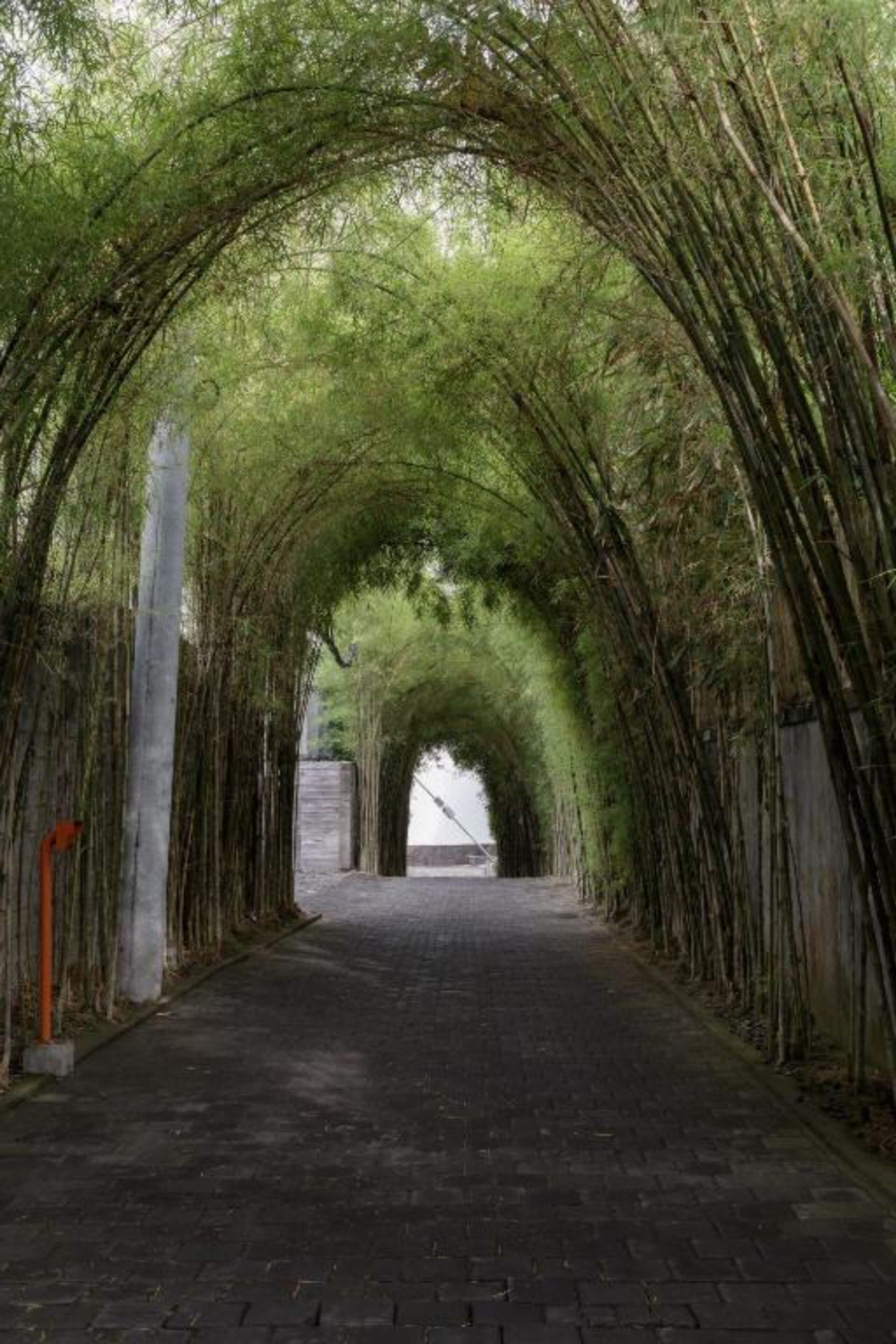 A tunnel with a natural archway of bamboo.