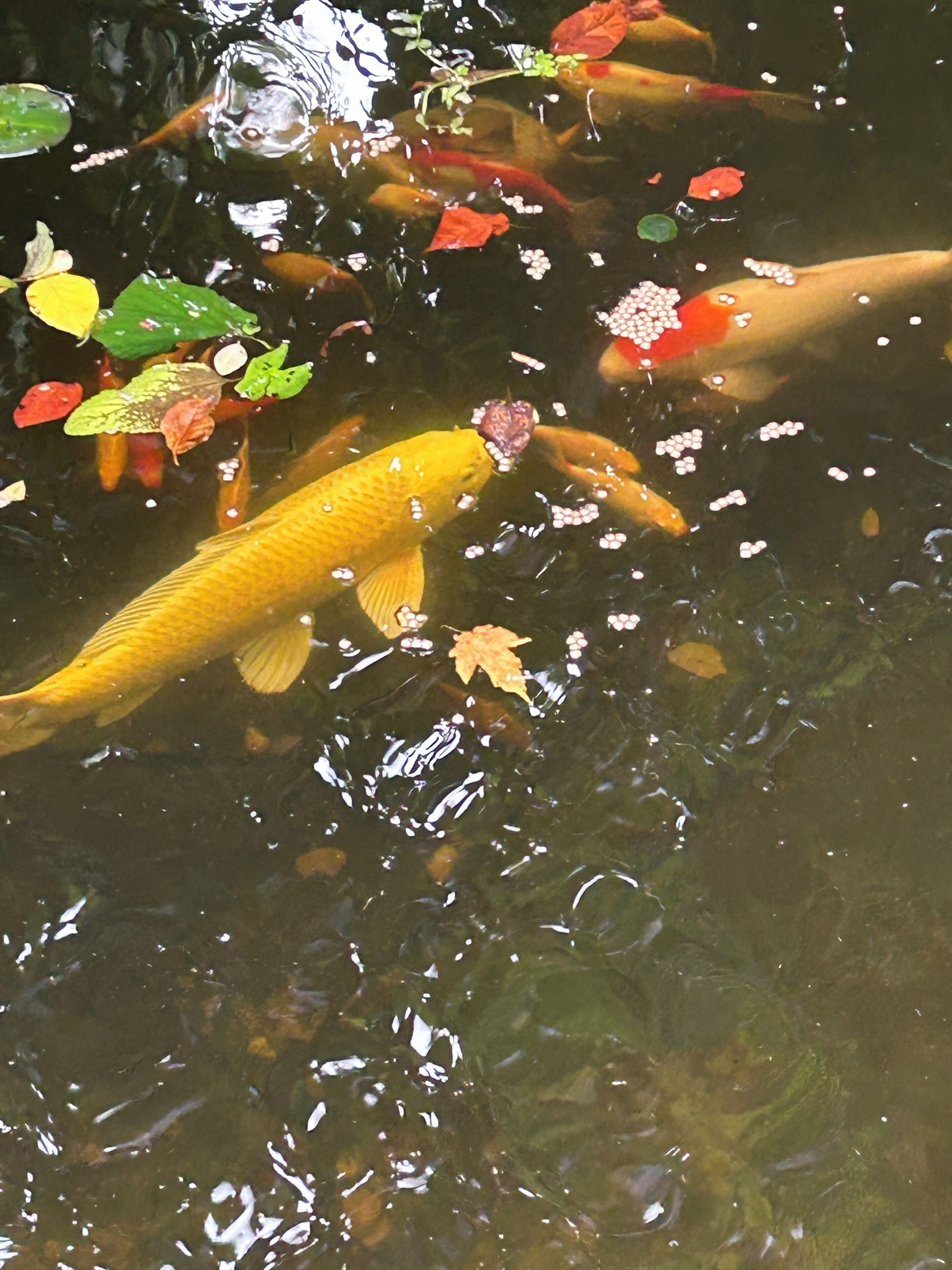 Ein Teich mit Koi-Karpfen, die zwischen treibenden Blättern schwimmen.