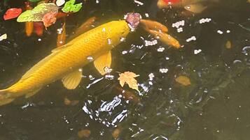 Ein Teich mit Koi-Karpfen, die zwischen treibenden Blättern schwimmen.