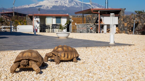 Zwei Schildkröten auf einer Kiesfläche, im Hintergrund ein Gebäude und ein Berg.