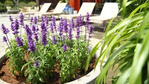 Un jardín con flores moradas y una zona de piscina con sillones de descanso.