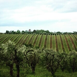 Property grounds - Fully renovated and modernized Villa ready summer 2024 (Loc. Mercatale, San Casciano Val de Pesa)