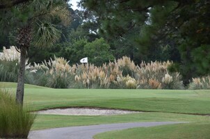 A golf course with a flag on a flagstick, surrounded by tall grasses and trees.