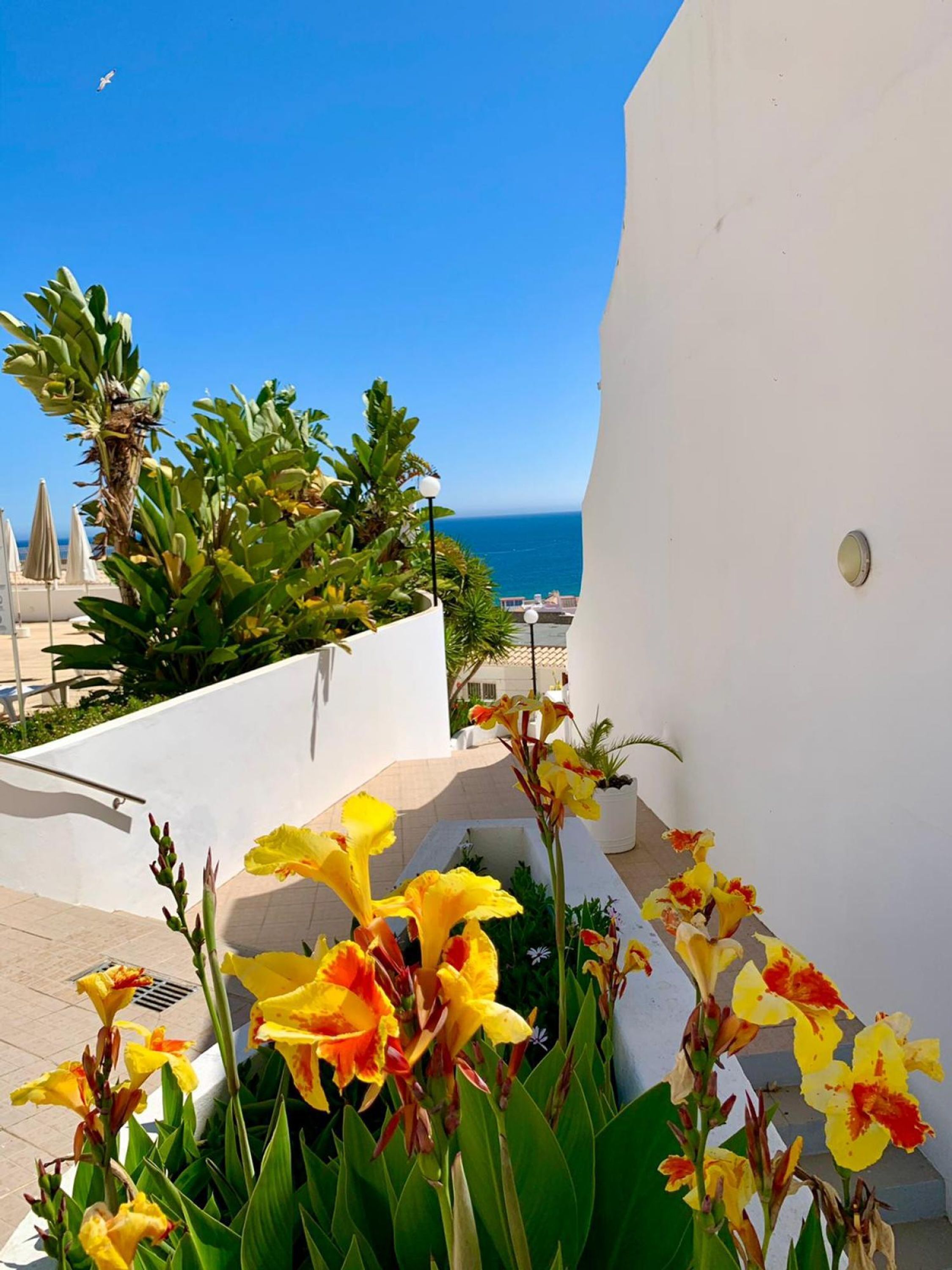 A rooftop terrace with yellow flowers, a view of the sea, and a white building.