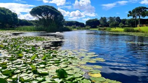 A serene pond with lily pads and trees in the background.