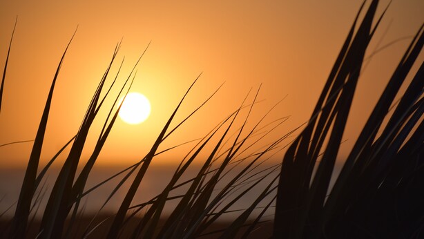 A sunset with the sun partially obscured by tall grass. - Pineapple House - Fishing Paradise! Gated, Pet Friendly, Secluded (Port Bolivar)