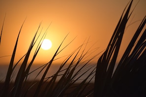 A sunset with the sun partially obscured by tall grass.