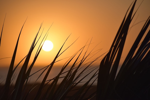 Plage à proximité, chaises longues, serviettes de plage