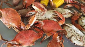 A table with a large number of cooked crabs and corn cobs.