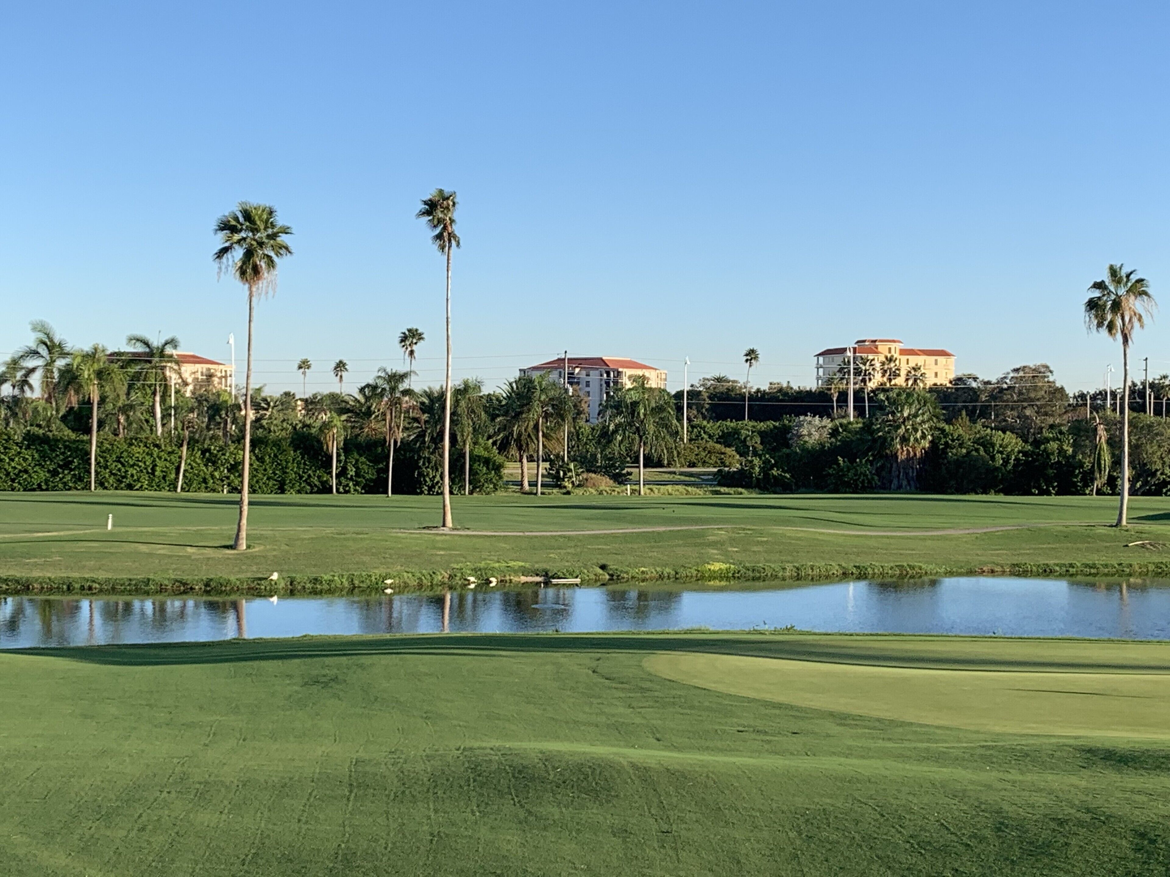 Un campo da golf con uno stagno, palme e edifici sullo sfondo.