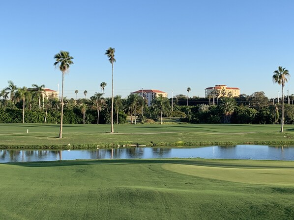A golf course with a pond, palm trees, and buildings in the background. - Beautiful Golf course views minutes from St. Pete Beach (St. Petersburg)