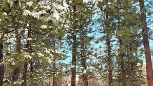 Una foresta innevata con alti pini e una recinzione in filo di ferro.