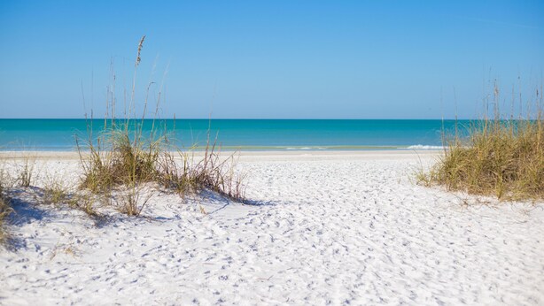 Ein sandiger Strand mit spärlicher Vegetation und blauem, wolkenlosem Himmel.