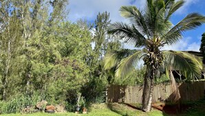 Un jardín tropical con diversas especies de árboles, incluyendo una palmera destacada, y una cerca de bambú.