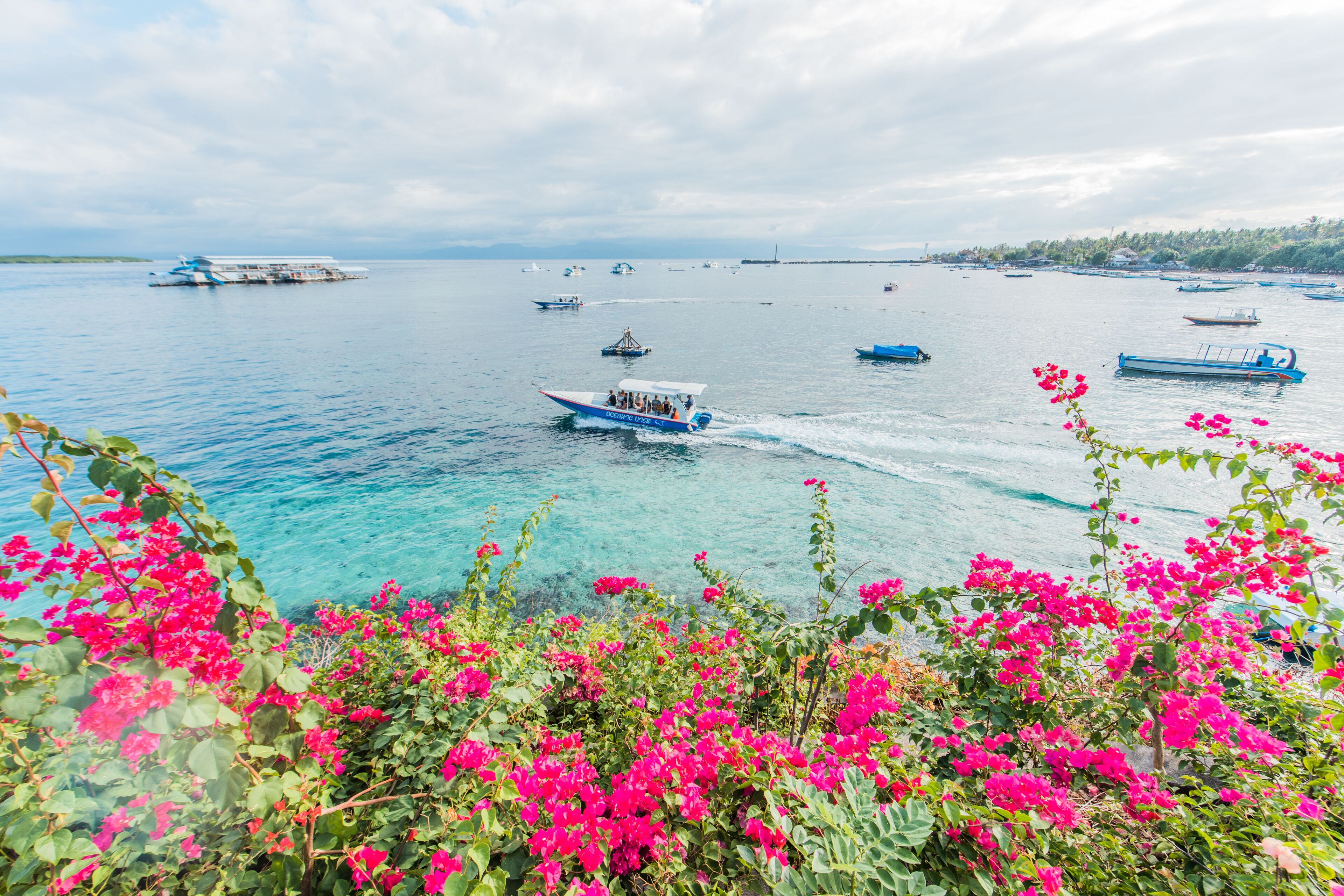 A coastal scene with boats on the water and vibrant pink flowers in the foreground.