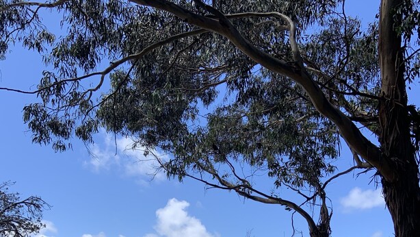 A coastal landscape with a grassy area, trees, and a view of the ocean. - Loves Road Retreat   (Barwon Downs)