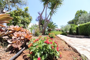 A garden with succulent plants and flowering plants, a stone pathway, and a palm tree.