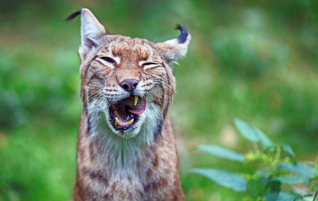 A lynx with its mouth open, displaying its teeth and tongue.