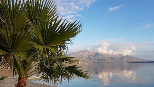 Una playa con una palmera y una montaña al fondo.