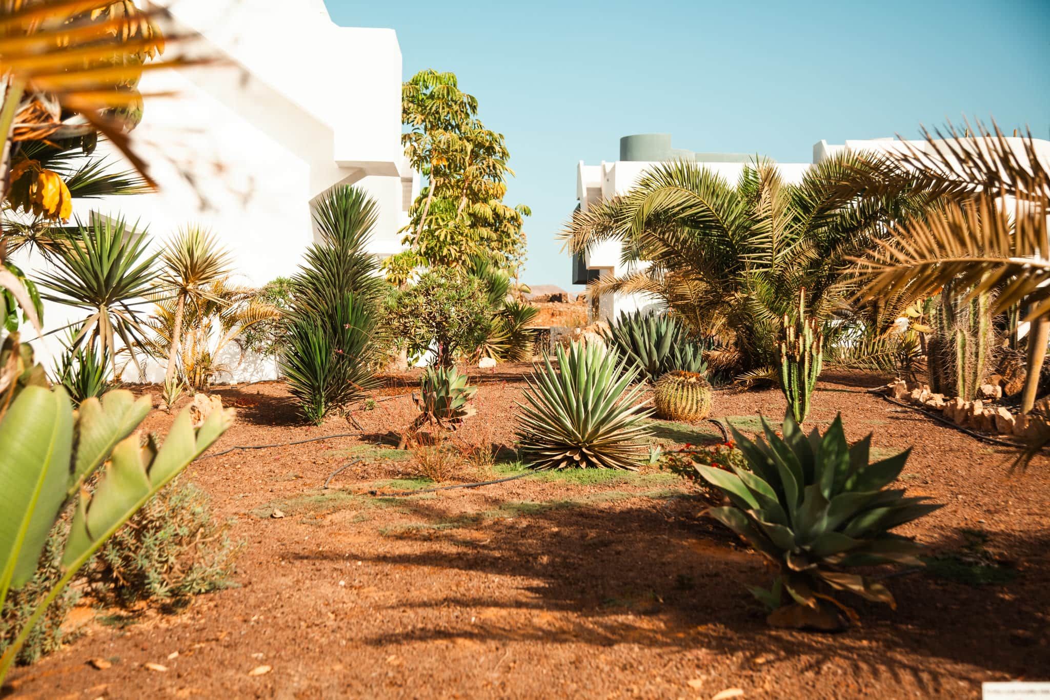 A garden with various plants and a white building in the background.