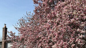 A house with a brick chimney, a porch, and a tree with pink blossoms. - Historic Hudson Valley 1850 Brick Home (Saugerties)