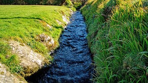 Un ruisseau étroit et rocheux, bordé de chaque côté par de l’herbe et des fleurs sauvages.