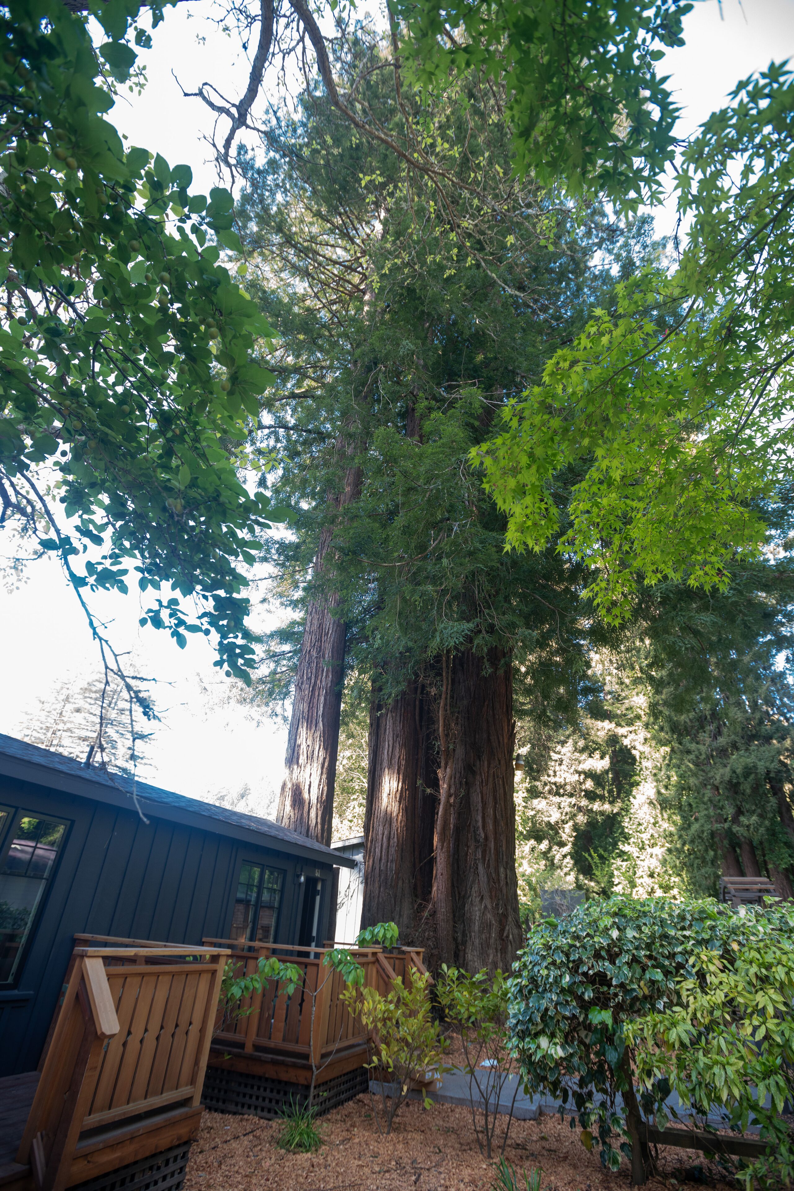Un gran árbol en un área boscosa con una terraza de madera y un edificio pequeño.