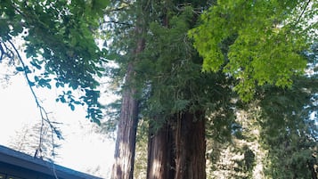Un gran árbol en un área boscosa con una terraza de madera y un edificio pequeño.