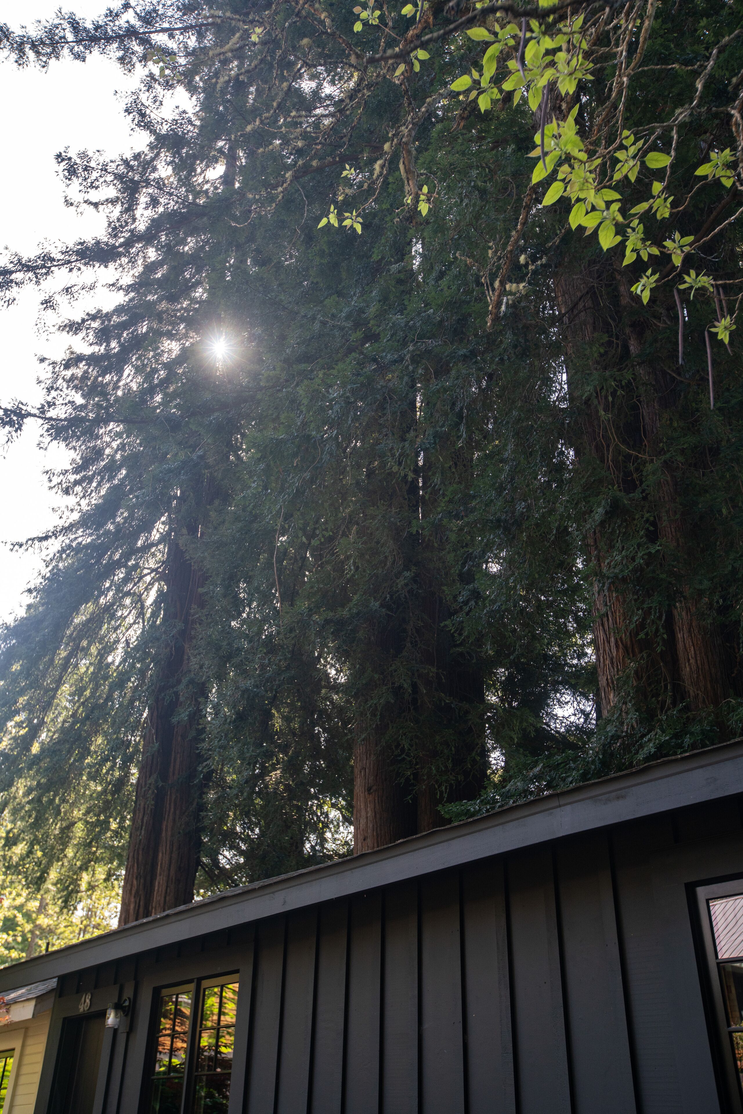 Un bâtiment doté d’un toit en pente et d’une fenêtre offrant une vue sur de grands arbres et le soleil filtrant à travers le feuillage.