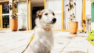 Comodidades para pets