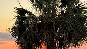 A palm tree and a wooden bench by a sunset over water. - Reel Em Inn Bay Front House With boat ramp (port saint joe/simmons bayou)