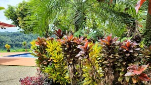 Un jardín con plantas diversas y una piscina.